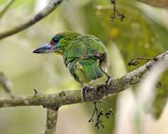 Image of Asian barbets