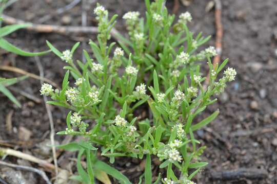 Image of Lepidium englerianum (Muschler) Al-Shehbaz