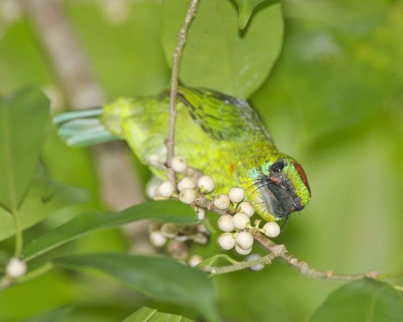 Image of Asian barbets