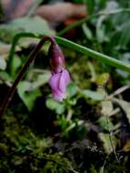 Image of Cyclamen coum Miller