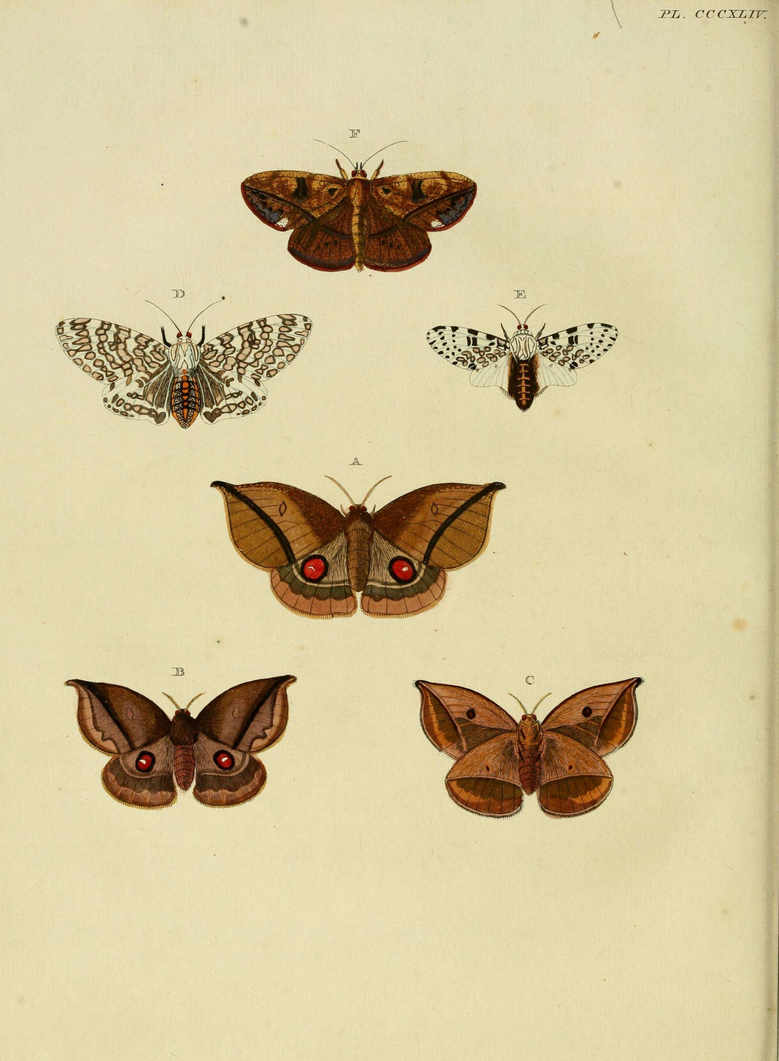 Image of Hypercompe cunigunda Stoll 1781