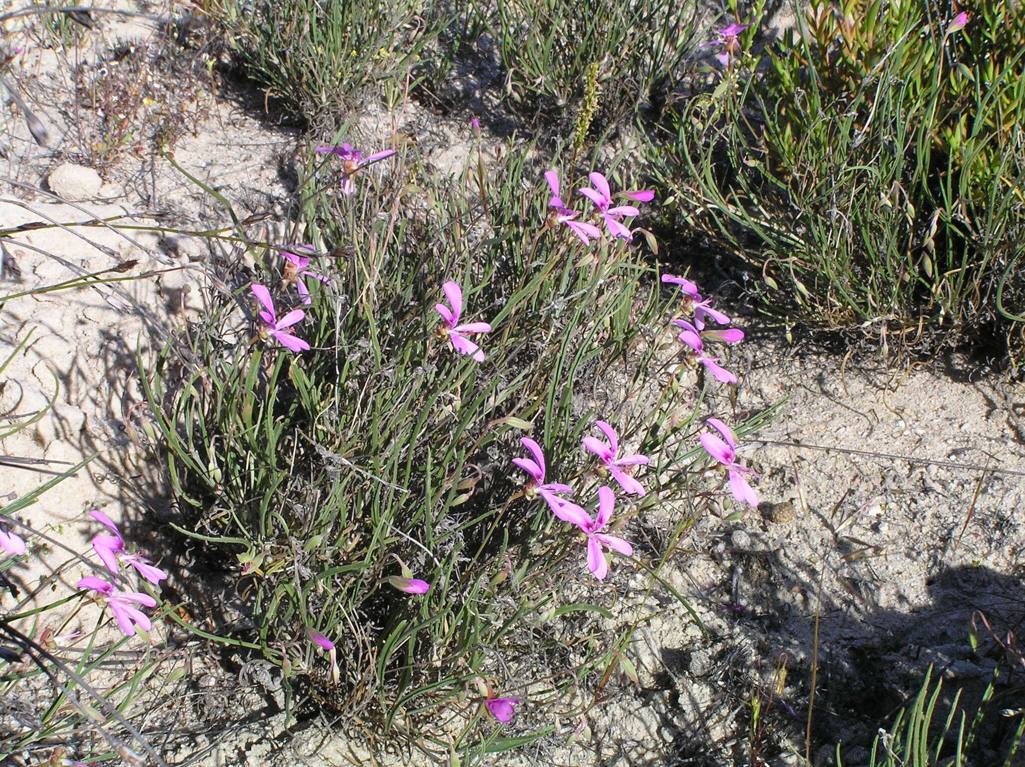 Image of Pelargonium coronopifolium Jacq.