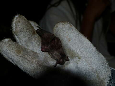 Image of Sowell’s Short-tailed Bat