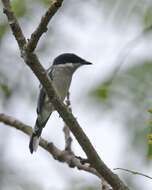 Image of Flycatcher-shrike