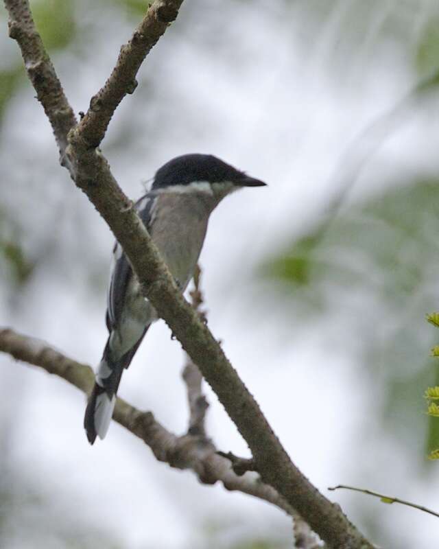 Image of Flycatcher-shrike