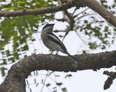 Image of Flycatcher-shrike