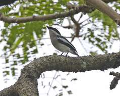 Image of Flycatcher-shrike