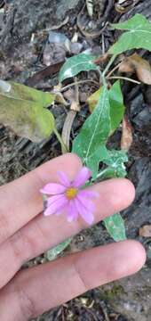 Image of Onoseris alata Rusby