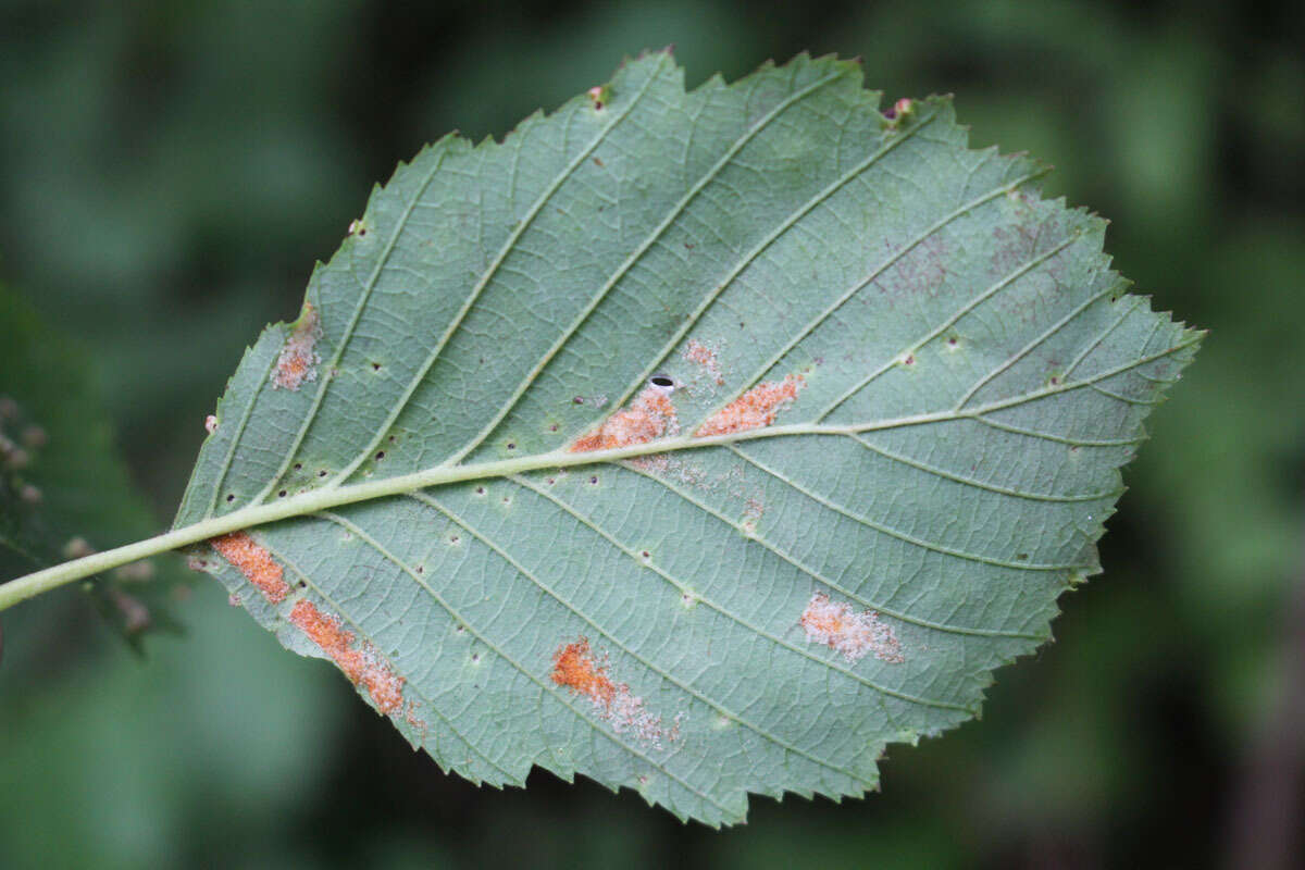 Image of <i>Acalitus phyllereus</i> (Nalepa 1919)