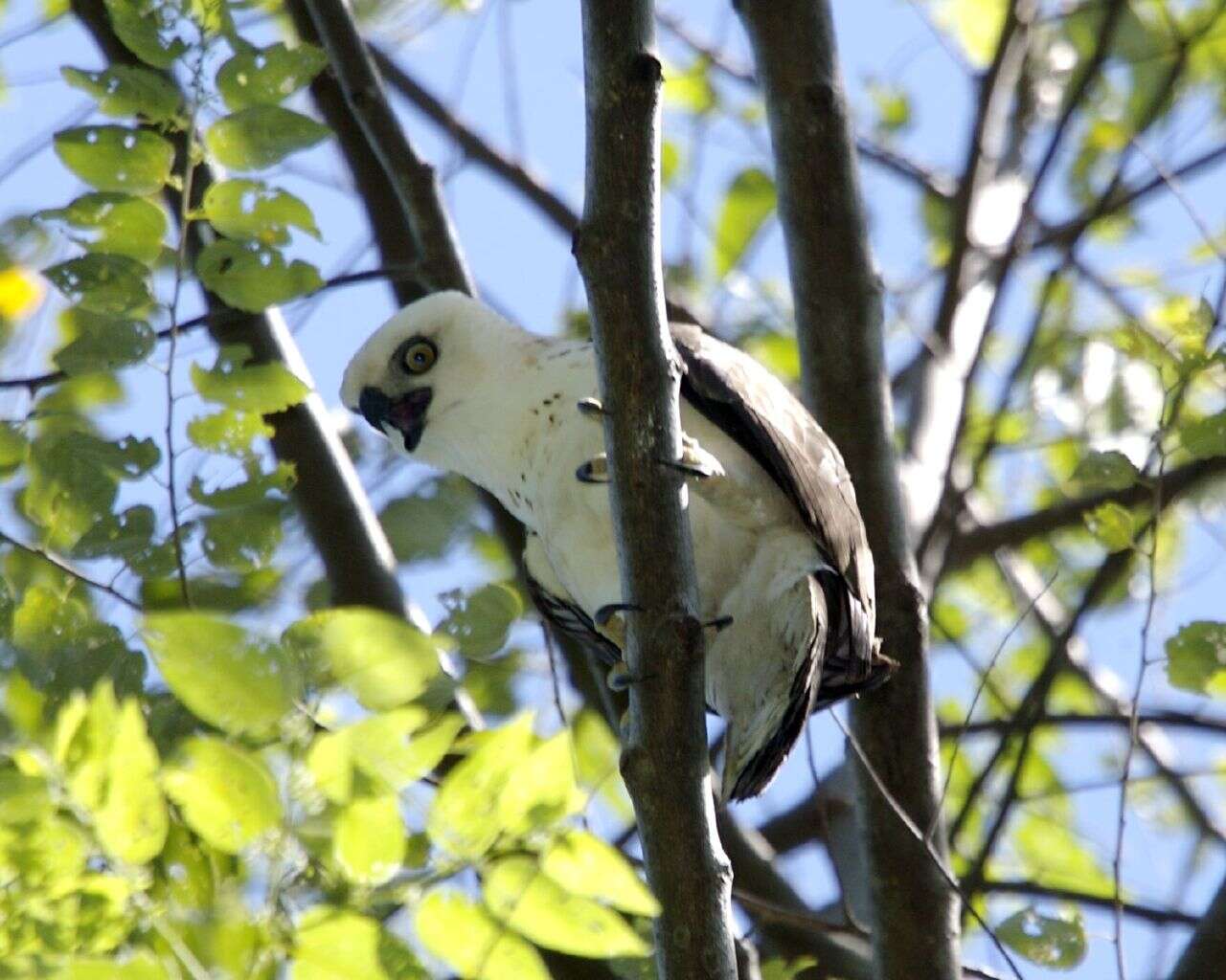 Nisaetus lanceolatus (Temminck & Schlegel 1845) resmi