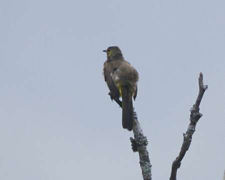 Image of Orange-spotted Bulbul