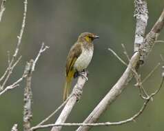 Image of Orange-spotted Bulbul