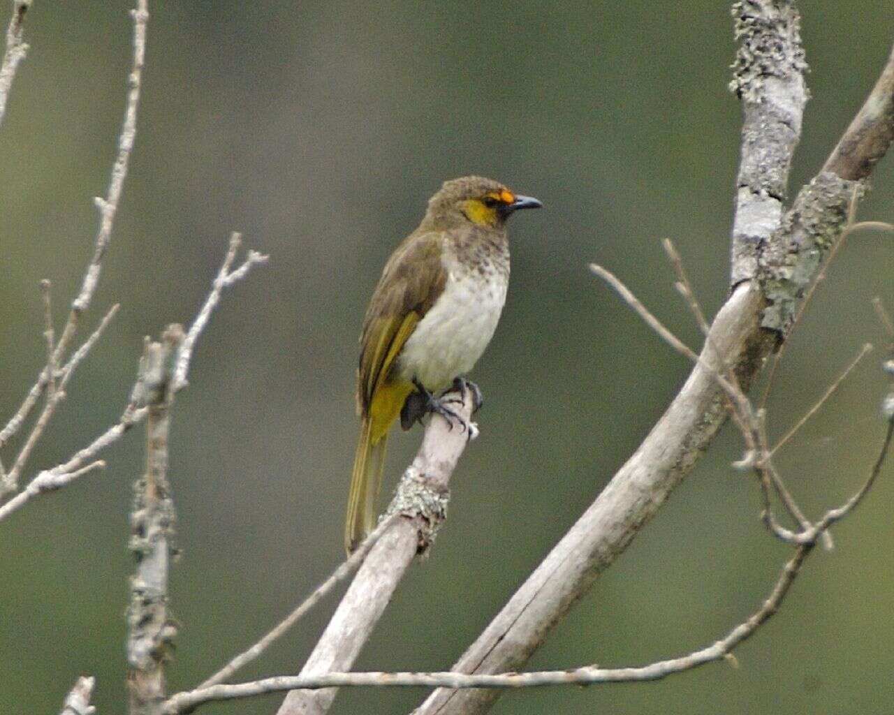 Image of Orange-spotted Bulbul