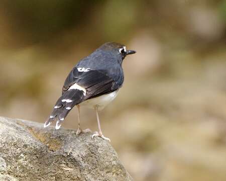 Image of Sunda Forktail