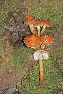 Hemistropharia resmi