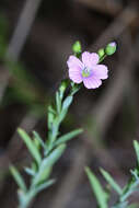 Слика од Linum stelleroides Planch.