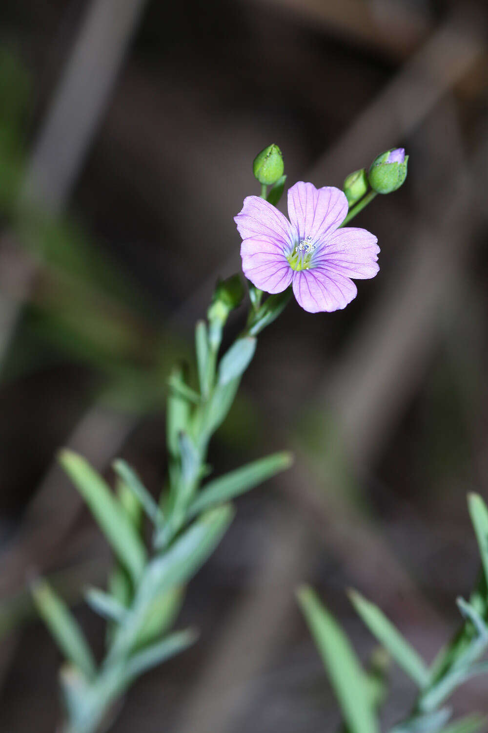 Слика од Linum stelleroides Planch.