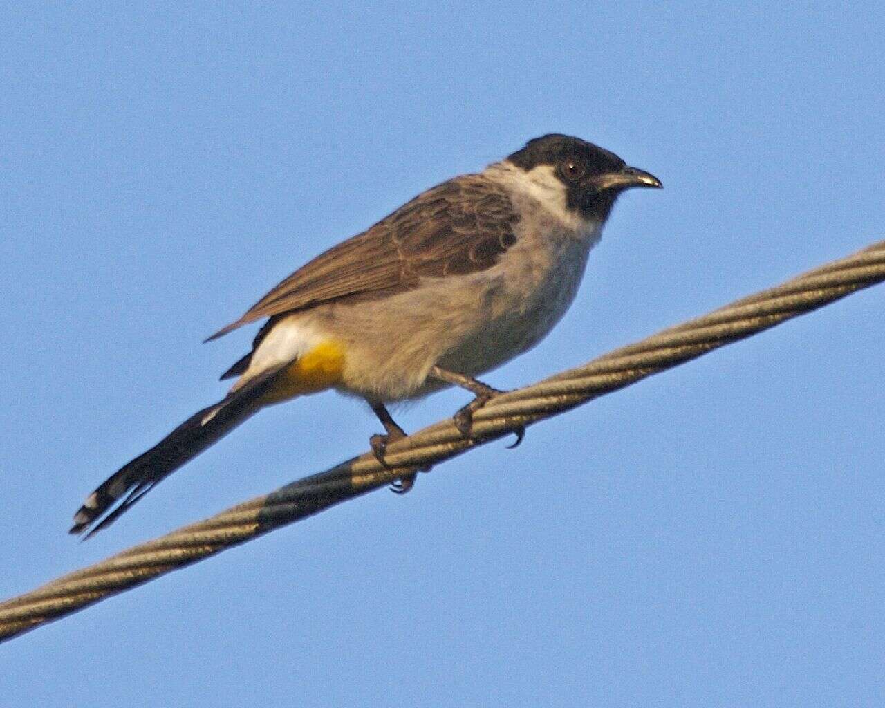 Image of Sooty-headed Bulbul