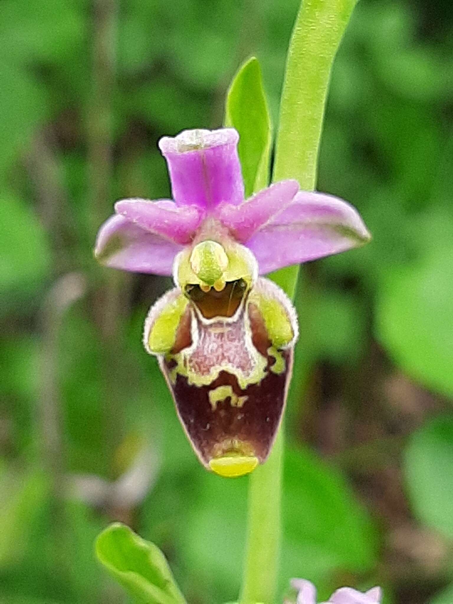 Image of Ophrys minuticauda Duffort