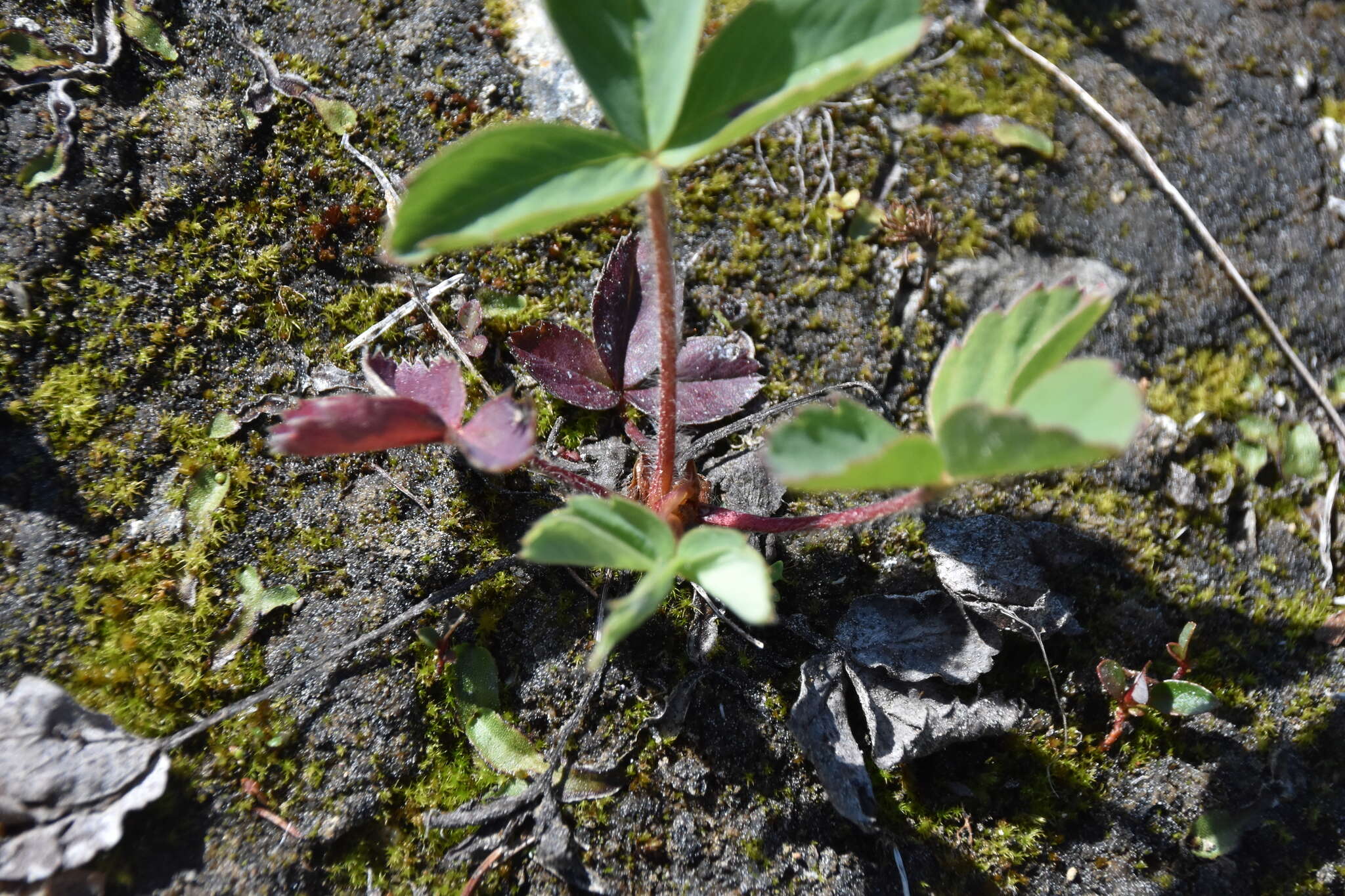 Image of Virginia strawberry