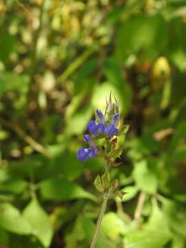 Image of Salvia setulosa Fernald