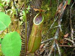 Image of Nepenthes benstonei C. Clarke