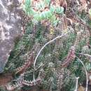 Image of Ceropegia guttata subsp. reticulata (Masson) Bruyns