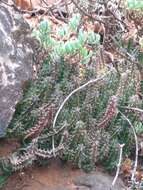 Plancia ëd Ceropegia guttata subsp. reticulata (Masson) Bruyns