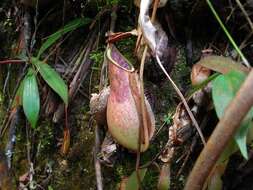 Слика од Nepenthes benstonei C. Clarke