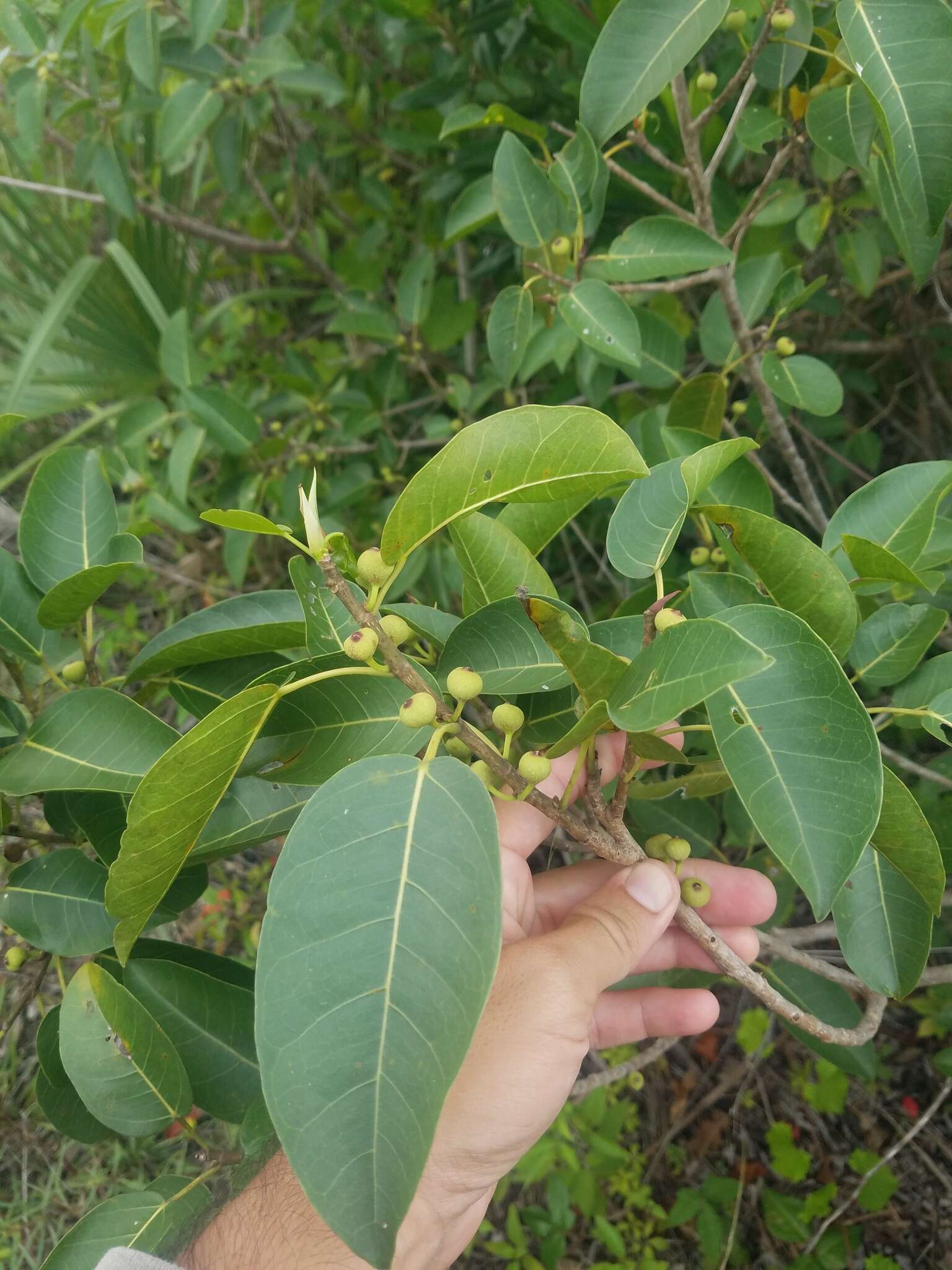 Image of wild banyantree