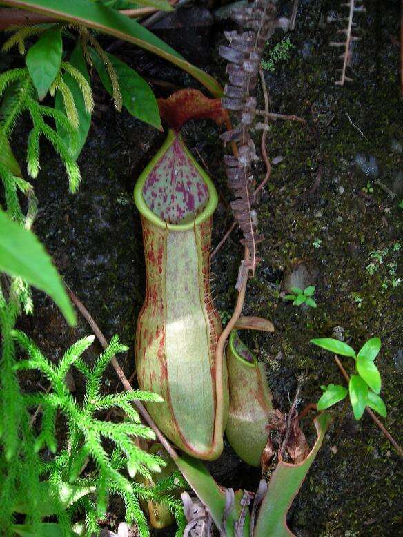 Image of Nepenthes benstonei C. Clarke