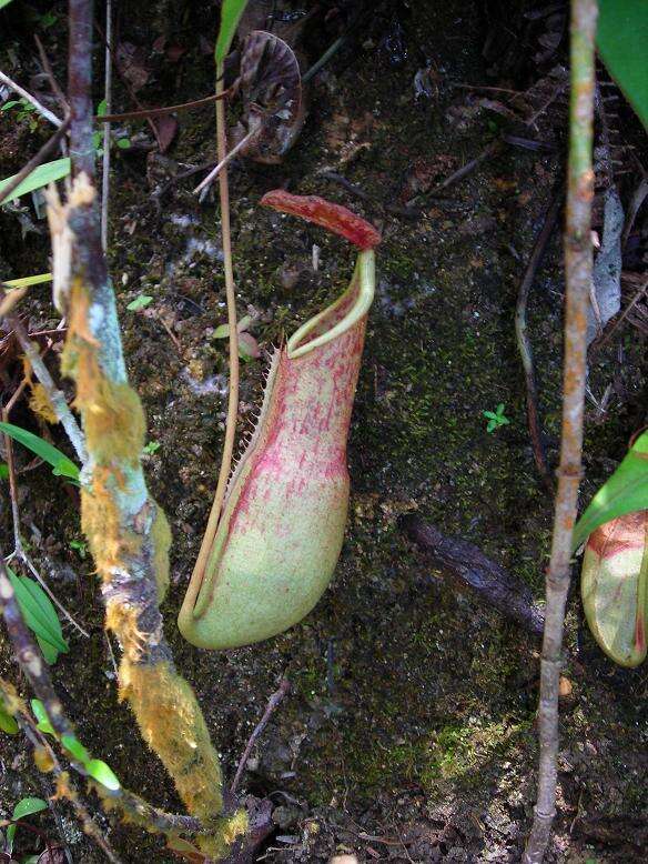 Слика од Nepenthes benstonei C. Clarke