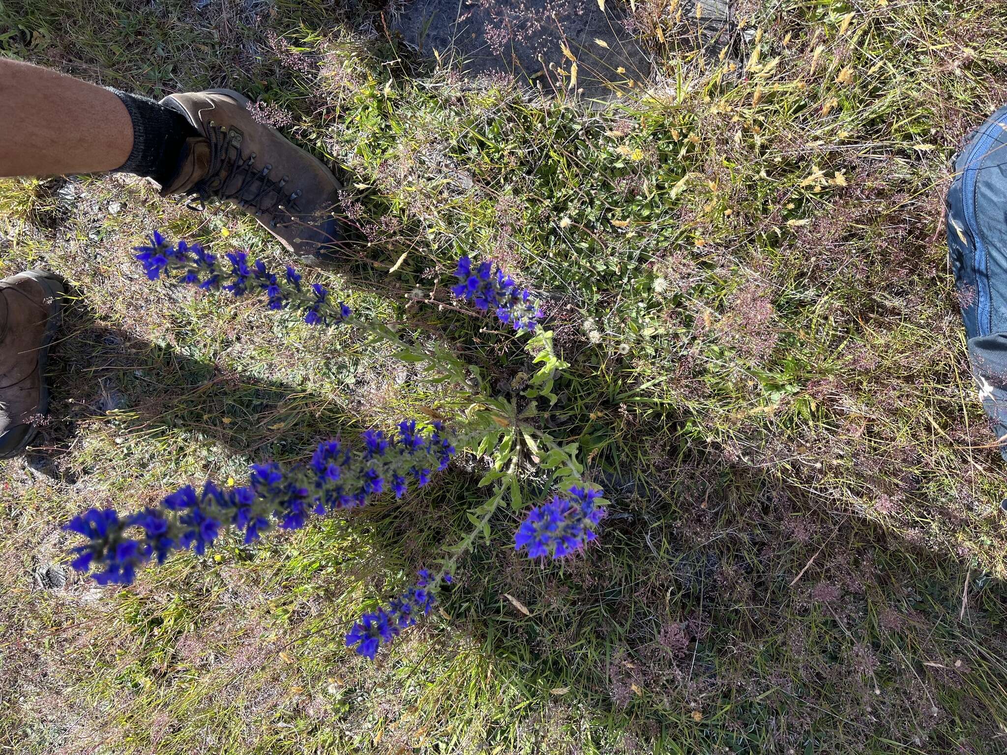 Image of Echium vulgare subsp. vulgare