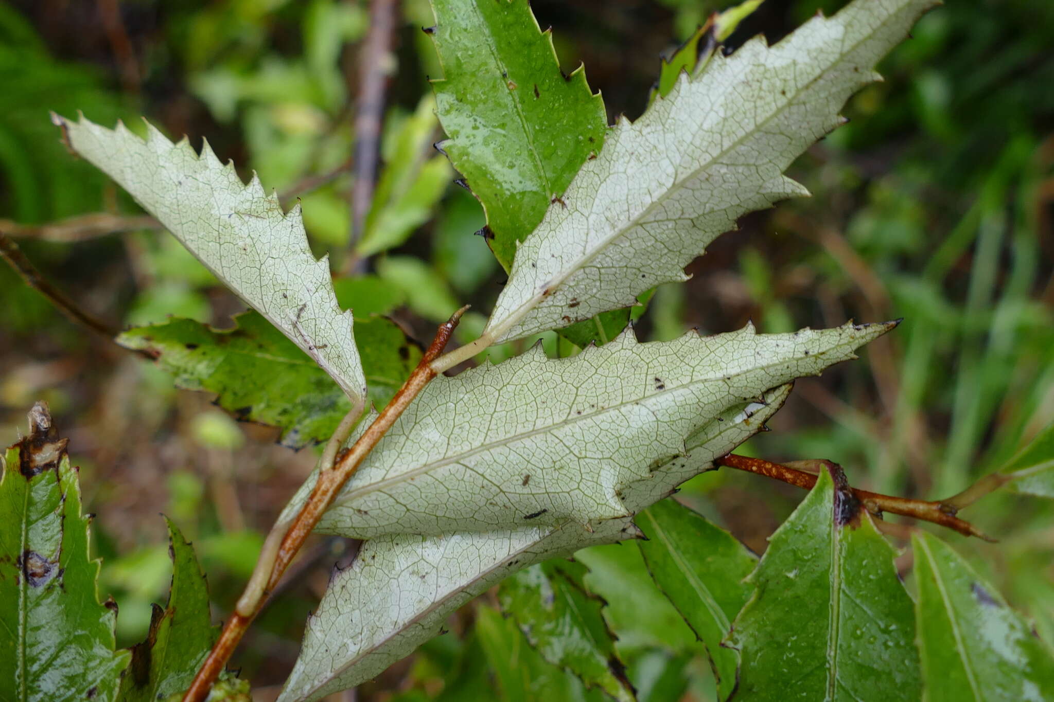 Image of Hoheria sexstylosa var. ovata (Simpson & Thomson) Allan