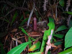 Image of Nepenthes benstonei C. Clarke