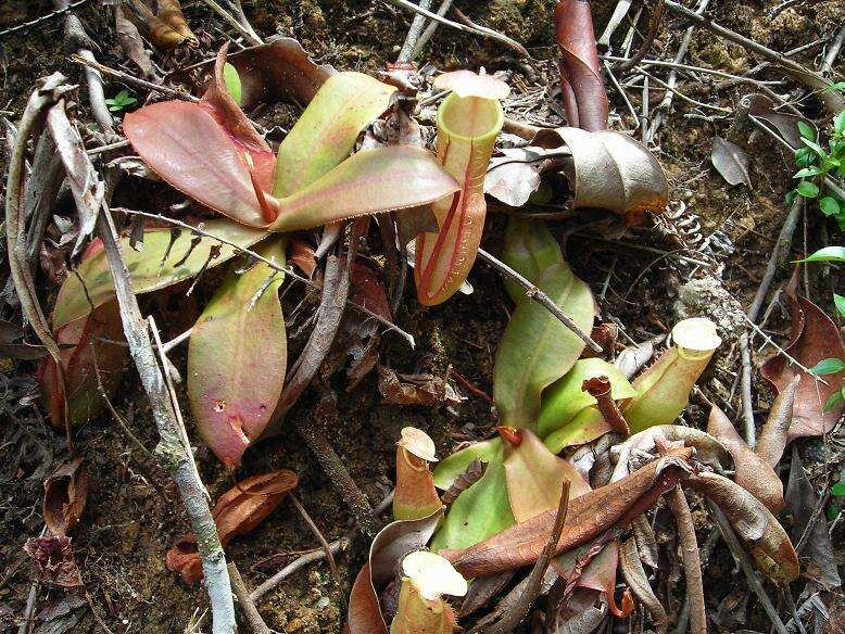 Image of Nepenthes benstonei C. Clarke