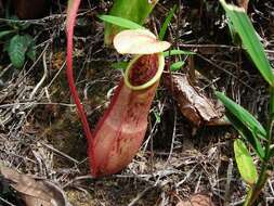 Слика од Nepenthes benstonei C. Clarke