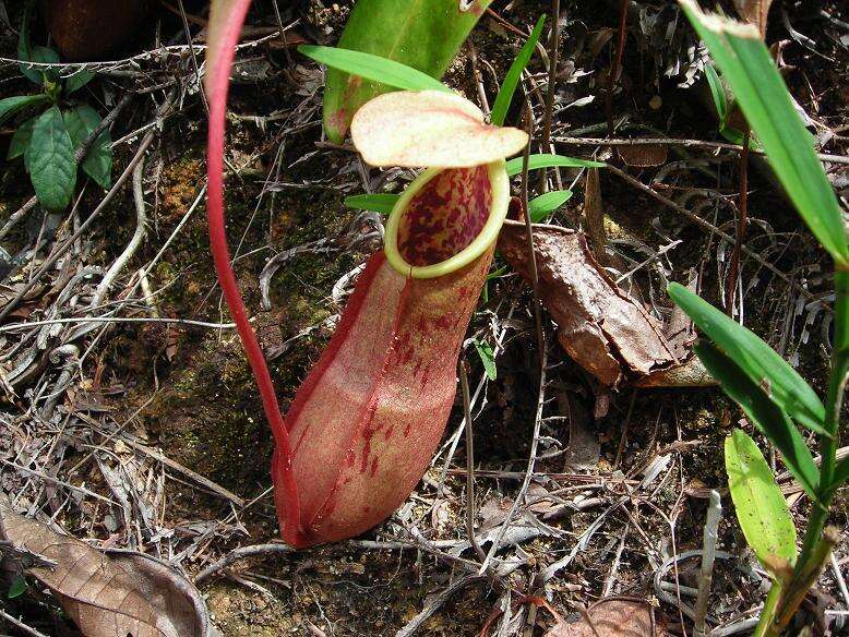 Image of Nepenthes benstonei C. Clarke