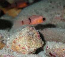 Image of Barred Cardinalfish