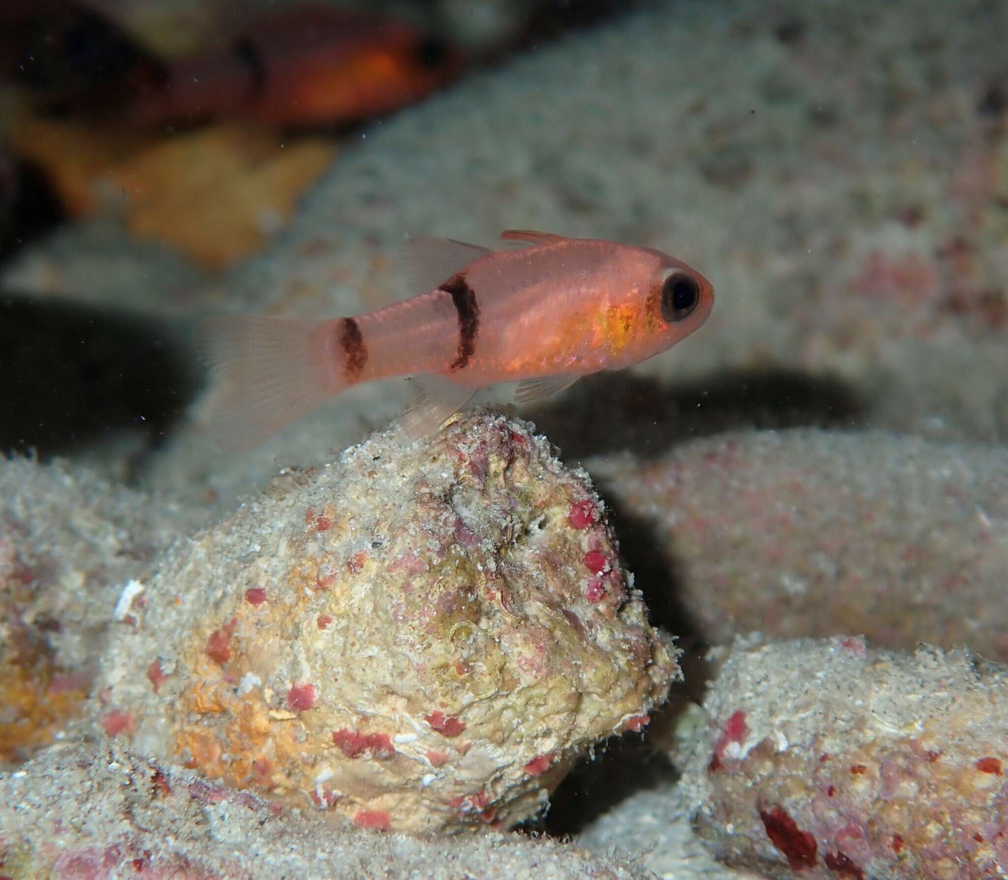 Image of Barred Cardinalfish