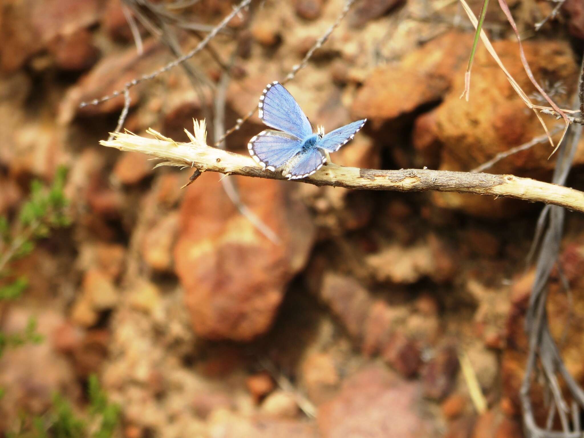 Слика од Tarucus thespis (Linnaeus 1764)