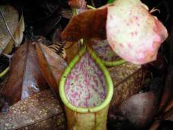 Слика од Nepenthes benstonei C. Clarke