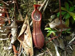 Слика од Nepenthes benstonei C. Clarke