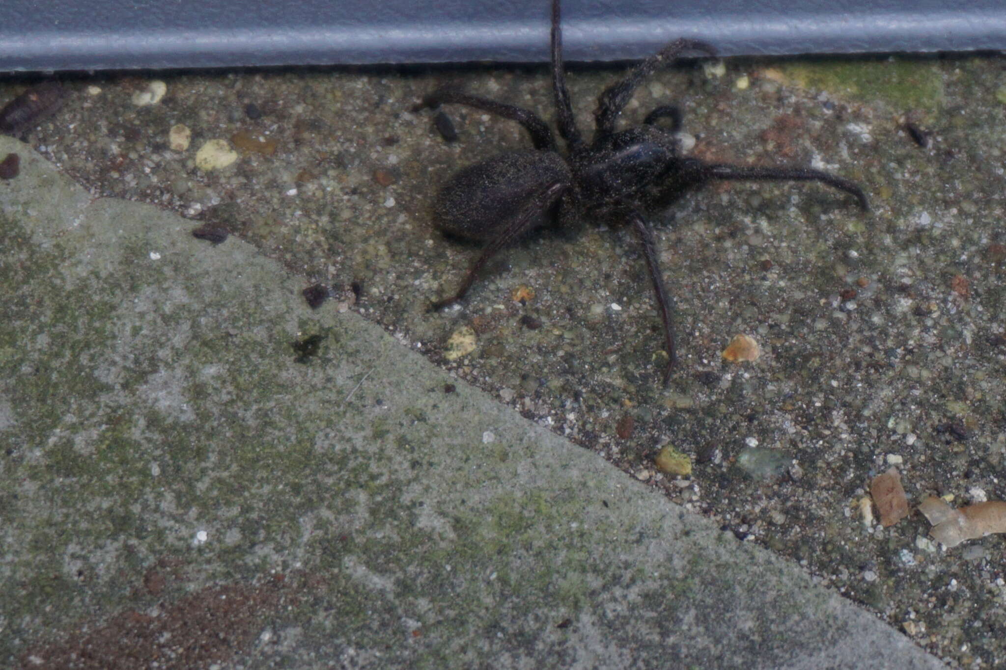 Image of Cellar Spider