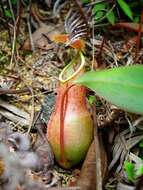 Image of Nepenthes benstonei C. Clarke