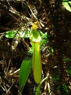 Image of Nepenthes benstonei C. Clarke