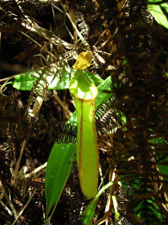 Слика од Nepenthes benstonei C. Clarke