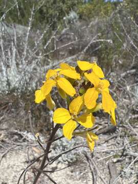 Image of Ben Lomond wallflower