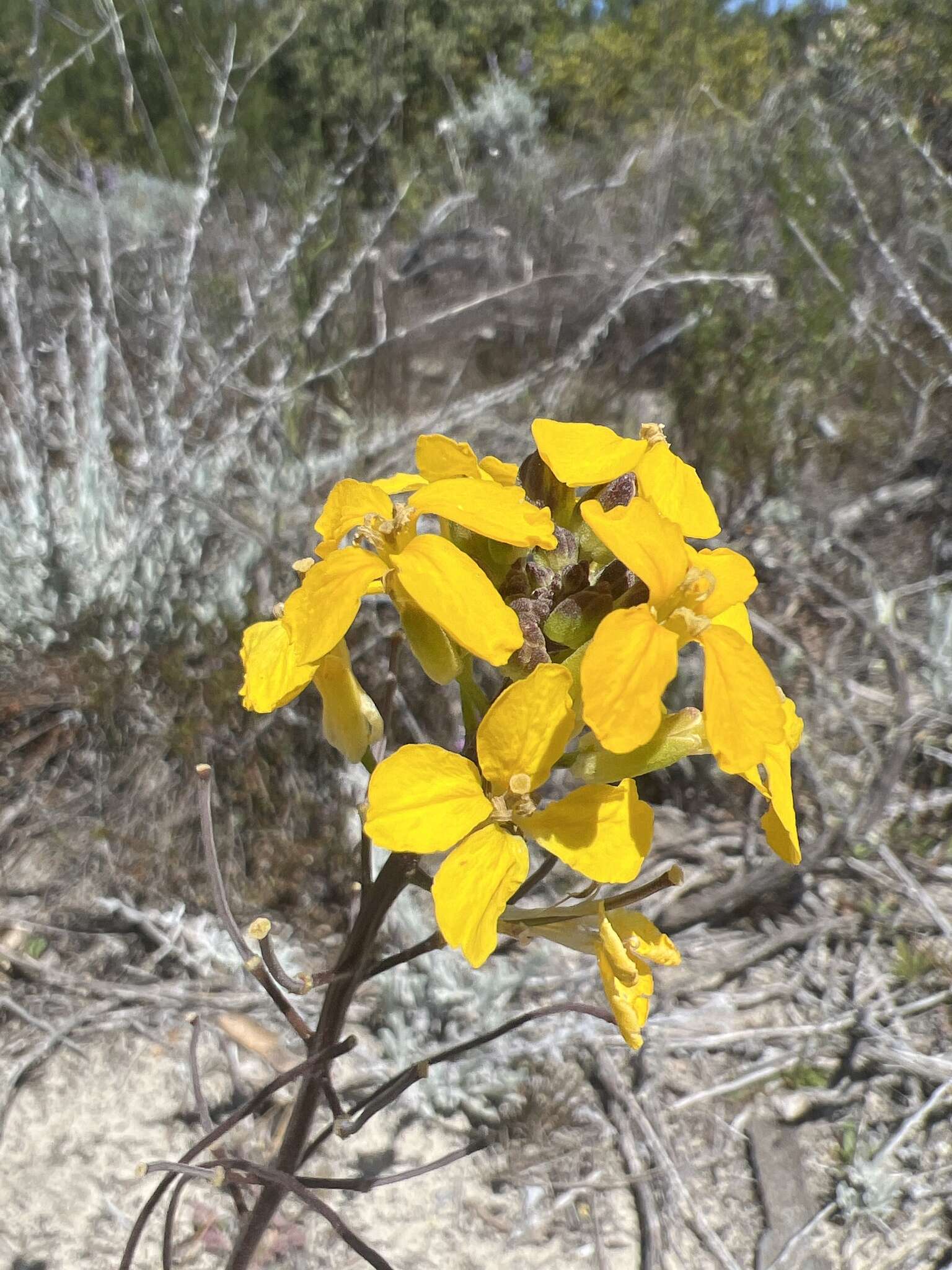 Image of Ben Lomond wallflower