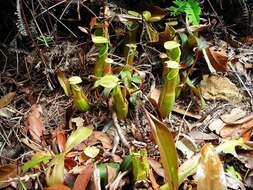 Слика од Nepenthes benstonei C. Clarke